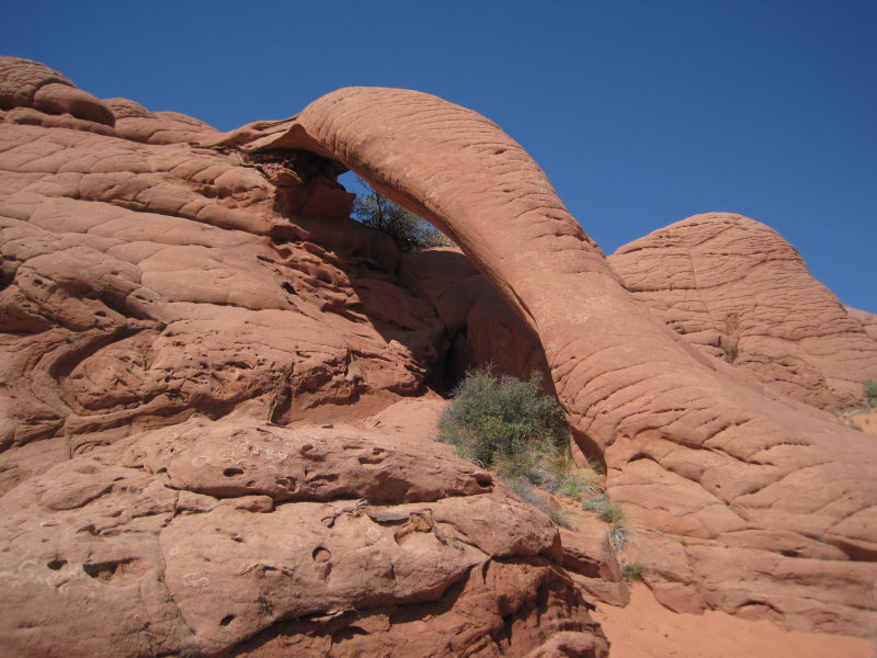 [Cobra Arch]
