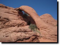 [ Cobra Arch ]
