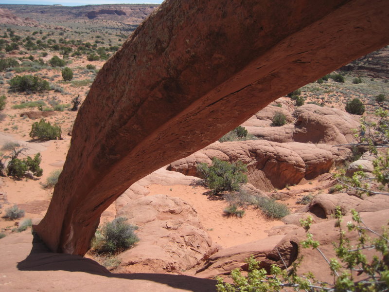 [Cobra Arch]