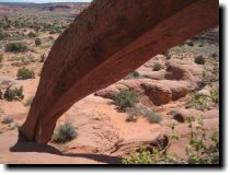 [ Cobra Arch ]