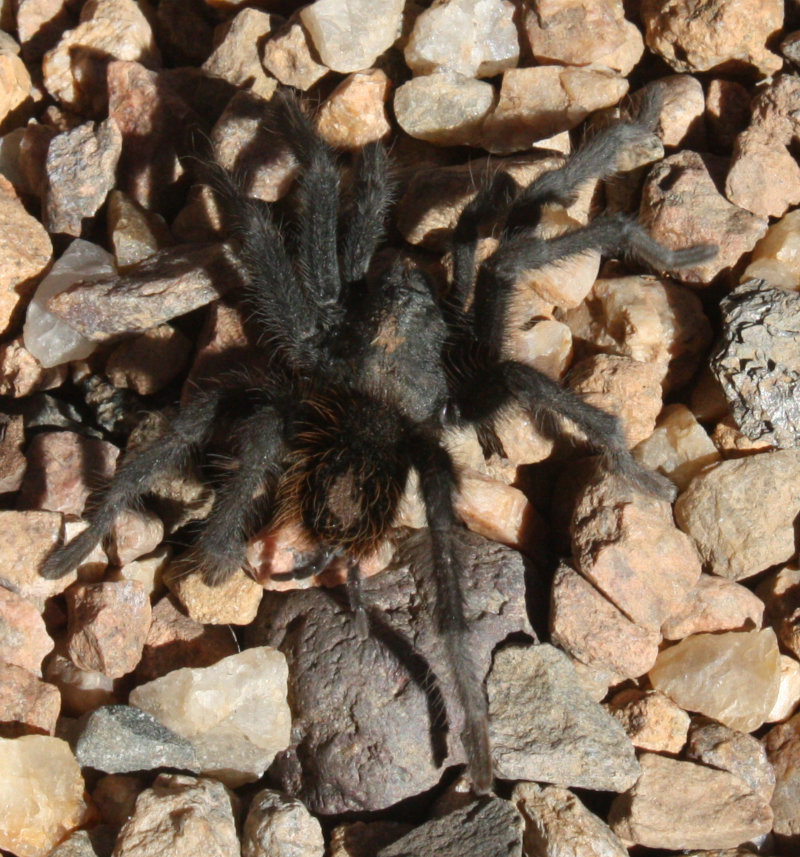 Tarantulas in New Mexico