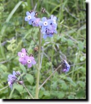 [ blue wildflowers ]