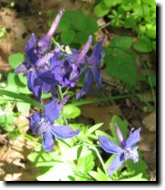 [ zigzag delphinium ]