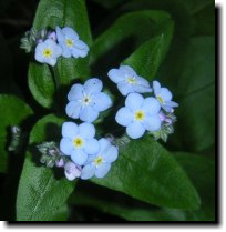[ forget-me-not ]
