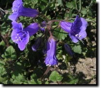 [ Maybe a Streptocarpus? ]