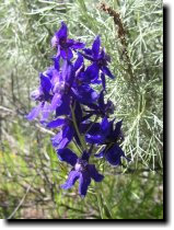 [ zigzag delphinium ]