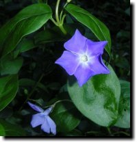 [ periwinkle ]