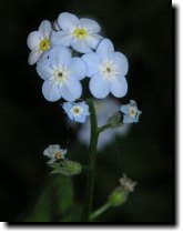 [ forget-me-not ]