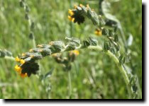 [ common fiddleneck ]