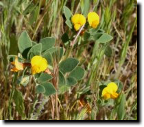 [ birds-foot lotus, hill lotus, deervetch ]