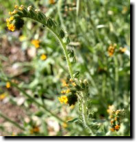 [ common fiddleneck ]