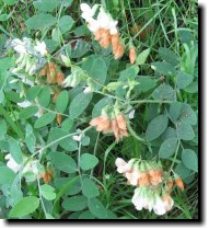 [ Pacific pea, woodland pea ]