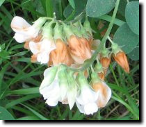 [ Pacific pea, woodland pea ]