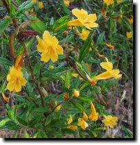 [ sticky monkey flower ]