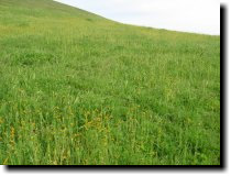 [ common fiddleneck ]