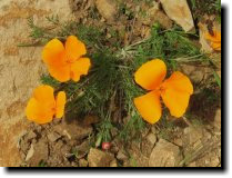 [ California poppy ]