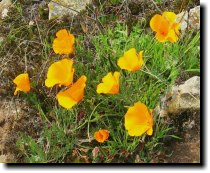 [ California poppy ]