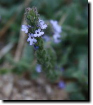 [ narrow-leaved plantain ]