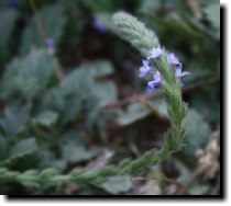 [ narrow-leaved plantain ]