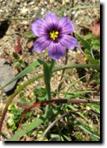 [ blue-eyed grass ]