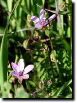 [ serpentine linanthus? ]