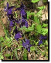 [ larkspur ]