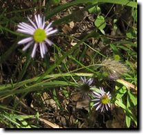 [ California aster ]