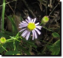 [ California aster ]