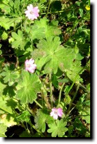 [ cut-leaf geranium? with bar clover behind it ]