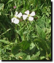 [ wild radish ]