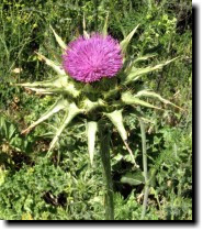 [ milk thistle ]