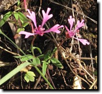 [ red ribbon Clarkia ]