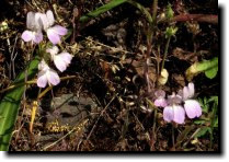 [ blue-eyed Mary ]