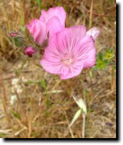 [ annual (or dwarf?) checkerbloom ]