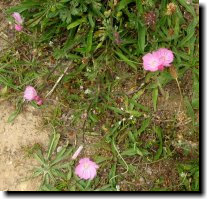 [ annual (or dwarf?) checkerbloom ]