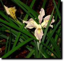 [ Douglas iris ]