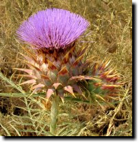 [ cardoon ]