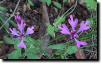 [ red ribbon Clarkia ]