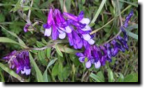 [ winter vetch ]