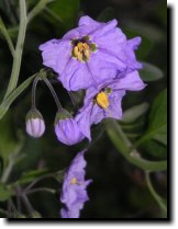 [ purple nightshade, blue witch ]