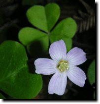 [ wood sorrel ]