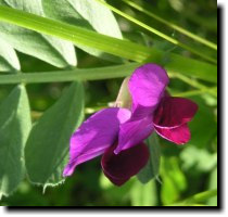 [ spring vetch ]