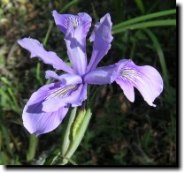 [ Douglas iris ]