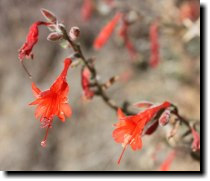 [ red wildflowers ]