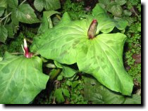 [ giant trillium ]