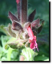 [ hummingbird sage ]