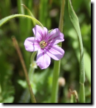 [ cut-leaved geranium? ]