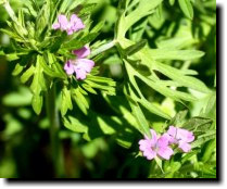 [ cut-leaved geranium? ]