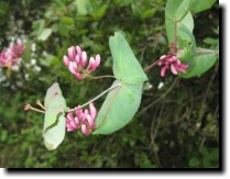 [ California honeysuckle ]