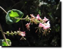 [ California honeysuckle ]